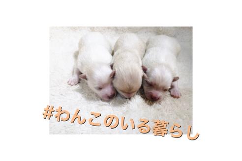 成約済の秋田県のミックス犬-85922の2枚目